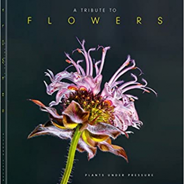 A Tribute to Flowers (PHOTOGRAPHY) (French Edition) (French)